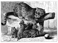 An illustration from Scientific American, Vol. 34, No. 3 (January 1876) (1876)