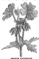 An illustration from Scientific American, Vol. 34, No. 9 (February 1876) (1876)