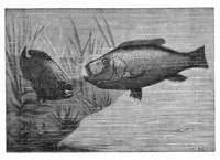 An illustration from Scientific American, Vol. 34, No. 10 (March 1876) (1876)