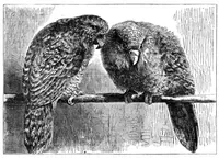 Picture 10 of 15 from Scientific American, Vol. 34, No. 12 (March 1876) (1876), leaf 8