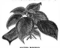 Picture 14 of 14 from Scientific American, Vol. 34, No. 16 (April 1876) (1876), leaf 8