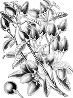 An illustration from Scientific American, Vol. 34, No. 20 (May 1876) (1876)