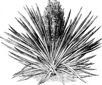 An illustration from Scientific American, Vol. 34, No. 20 (May 1876) (1876)