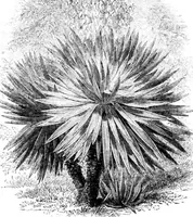 An illustration from Scientific American, Vol. 34, No. 20 (May 1876) (1876)