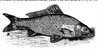 An illustration from Scientific American, Vol. 34, No. 23 (June 1876) (1876)