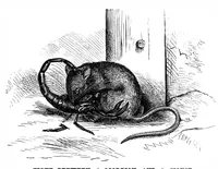 An illustration from Scientific American, Vol. 35, No. 1 (July 1876) (1876)