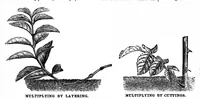 Picture 10 of 18 from Scientific American, Vol. 35, No. 4 (July 1876) (1876), leaf 8