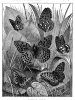 An illustration from Scientific American, Vol. 35, No. 6 (August 1876) (1876)