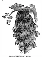 Picture 7 of 11 from Scientific American, Vol. 35, No. 7 (August 1876) (1876), leaf 8