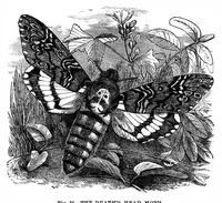 An illustration from Scientific American, Vol. 35, No. 7 (August 1876) (1876)