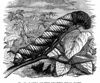 An illustration from Scientific American, Vol. 35, No. 7 (August 1876) (1876)