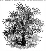 An illustration from Scientific American, Vol. 35, No. 8 (August 1876) (1876)