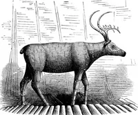 An illustration from Scientific American, Vol. 35, No. 9 (August 1876) (1876)