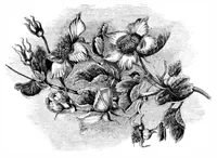 An illustration from Scientific American, Vol. 35, No. 18 (October 1876) (1876)