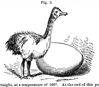 An illustration from Scientific American, Vol. 35, No. 19 (November 1876) (1876)