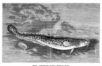 An illustration from Scientific American, Vol. 35, No. 19 (November 1876) (1876)