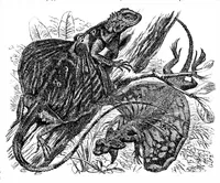 An illustration from Scientific American, Vol. 35, No. 20 (November 1876) (1876)