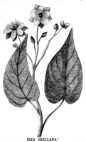 An illustration from Scientific American, Vol. 35, No. 22 (November 1876) (1876)