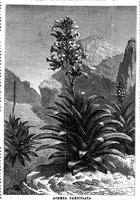 An illustration from Scientific American, Vol. 35, No. 24 (December 1876) (1876)