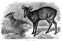 An illustration from Scientific American, Vol. 35, No. 25 (December 1876) (1876)