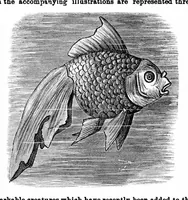 Picture 12 of 12 from Scientific American, Vol. 35, No. 25 (December 1876) (1876), leaf 8