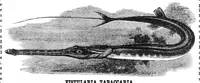 An illustration from Scientific American, Vol. 36, No. 1 (January 1877) (1877)