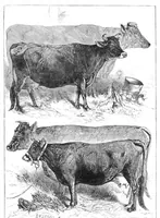 An illustration from Scientific American, Vol. 36, No. 3 (January 1877) (1877)