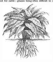 An illustration from Scientific American, Vol. 36, No. 5 (February 1877) (1877)