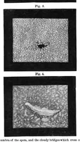 Picture 3 of 17 from Scientific American, Vol. 36, No. 7 (February 1877) (1877), leaf 3
