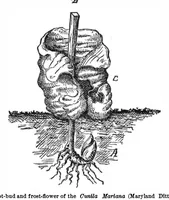 Picture 7 of 16 from Scientific American, Vol. 36, No. 8 (February 1877) (1877), leaf 5
