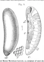 Picture 3 of 11 from Scientific American, Vol. 36, No. 17 (April 1877) (1877), leaf 6