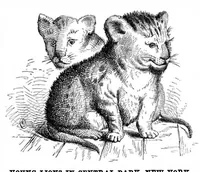 Picture 9 of 10 from Scientific American, Vol. 36, No. 19 (May 1877) (1877), leaf 8