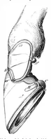 An illustration from Scientific American, Vol. 36, No. 25 (June 1877) (1877)