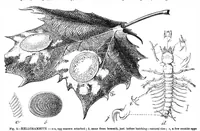 An illustration from Scientific American, Vol. 36, No. 25 (June 1877) (1877)