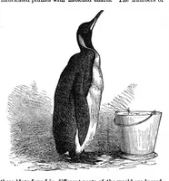 Picture 12 of 14 from Scientific American, Vol. 37, No. 1 (July 1877) (1877), leaf 7