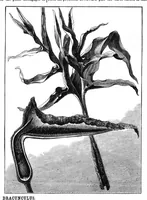 An illustration from Scientific American, Vol. 37, No. 2 (July 1877) (1877)