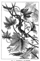 Picture 13 of 16 from Scientific American, Vol. 37, No. 2 (July 1877) (1877), leaf 8