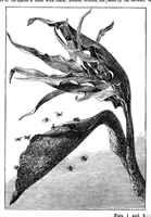 An illustration from Scientific American, Vol. 37, No. 2 (July 1877) (1877)