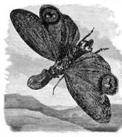 An illustration from Scientific American, Vol. 37, No. 4 (July 1877) (1877)