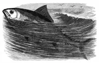 An illustration from Scientific American, Vol. 37, No. 4 (July 1877) (1877)