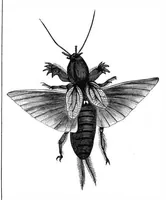 An illustration from Scientific American, Vol. 37, No. 5 (August 1877) (1877)