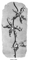 Picture 15 of 17 from Scientific American, Vol. 37, No. 9 (September 1877) (1877), leaf 8