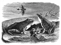 Picture 11 of 14 from Scientific American, Vol. 37, No. 10 (September 1877) (1877), leaf 8