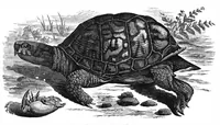 An illustration from Scientific American, Vol. 37, No. 11 (September 1877) (1877)
