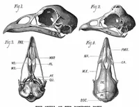 Picture 10 of 13 from Scientific American, Vol. 37, No. 15 (October 1877) (1877), leaf 8
