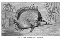 Picture 8 of 10 from Scientific American, Vol. 37, No. 19 (November 1877) (1877), leaf 8