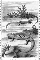 An illustration from Scientific American, Vol. 37, No. 19 (November 1877) (1877)