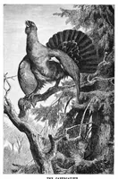Picture 9 of 11 from Scientific American, Vol. 37, No. 22 (December 1877) (1877), leaf 8