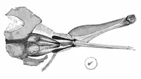An illustration from Scientific American, Vol. 37, No. 22 (December 1877) (1877)