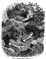 An illustration from Scientific American, Vol. 37, No. 23 (December 1877) (1877)